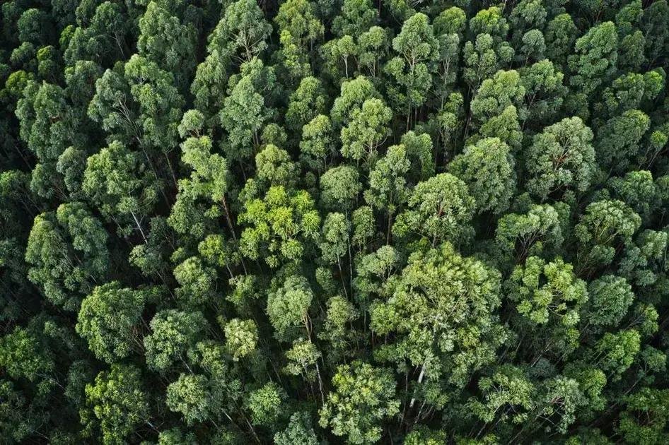 COP 30 Brasil: O futuro das políticas climáticas e a automação industrial